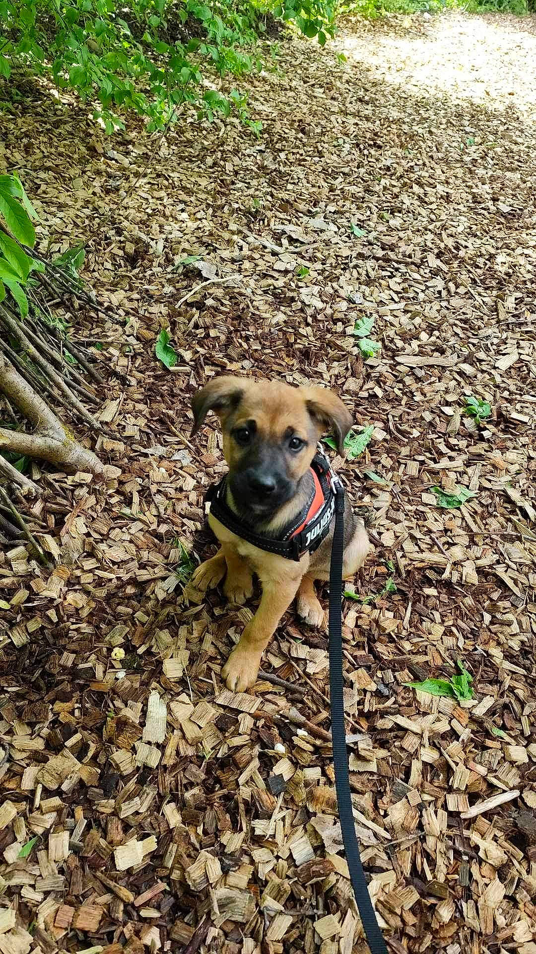 Voyou participe au concours pour gagner de l'argent avec cette photo : carnivore, collar, companion_dog, dog, dog_breed, dog_collar, dog_supply, fawn, grass, leash, pet_supply, plant, shadow, soil, sporting_group, tail, terrestrial_animal, tracking_trial, webbing, working_animal