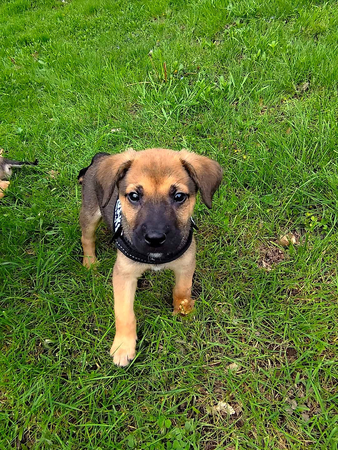 Voyou a rejoint le concours — aidez-le/la à gagner de superbes lots ! canidae, carnivore, companion_dog, dog, dog_breed, fawn, grass, grassland, groundcover, guard_dog, hunting_dog, plant, prairie, puppy, sporting_group, terrestrial_animal, working_animal, working_dog