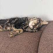 Bao a rejoint le concours — aidez-le/la à gagner de superbes lots ! kitten, cat, sleeping, tabby, fur, paw, couch, furniture, indoor, pet, rest, cozy, nap, striped, animal, cute, young, soft_light, relax, domestic_cat