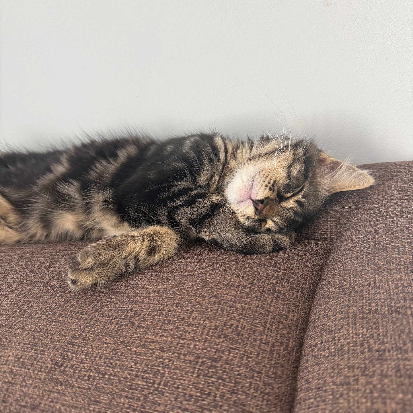 Bao a rejoint le concours — aidez-le/la à gagner de superbes lots ! kitten, cat, sleeping, tabby, fur, paw, couch, furniture, indoor, pet, rest, cozy, nap, striped, animal, cute, young, soft_light, relax, domestic_cat
