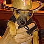 dog, puppy, small_dog, cowboy_hat, hat, costume, pet, hand, human_hand, brown_fur, paw, eyes, nose, sweater, portrait, indoor, wooden_table, shelf, cute, close_up
