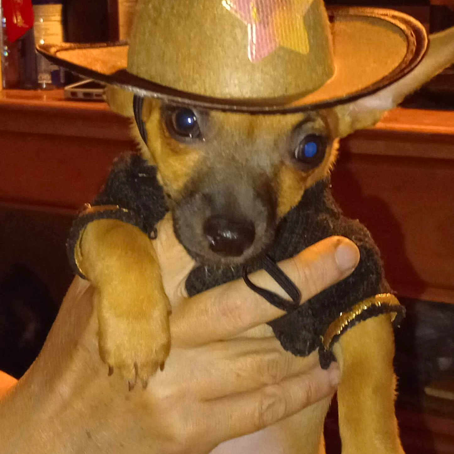 Little Britches is registered to the contest to win money with this photo: brown_fur, close_up, costume, cowboy_hat, cute, dog, eyes, hand, hat, human_hand, indoor, nose, paw, pet, portrait, puppy, shelf, small_dog, sweater, wooden_table