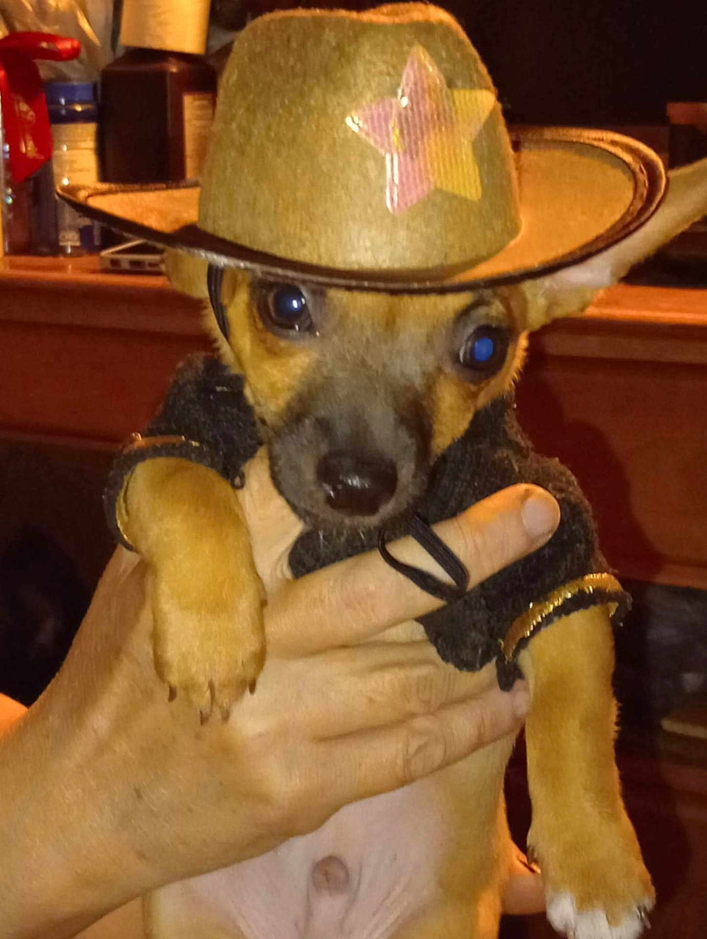Little Britches is registered to the contest to win money with this photo: dog, puppy, small_dog, cowboy_hat, hat, costume, pet, hand, human_hand, brown_fur, paw, eyes, nose, sweater, portrait, indoor, wooden_table, shelf, cute, close_up