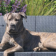 Aksan a rejoint le concours — aidez-le/la à gagner de superbes lots ! animal, canine, couch, dog, flower, garden, grass, greenery, large_dog, nature, outdoor, pet, portrait, purple_flower, relaxed, resting, shaded, summer, sunlight, woven_furniture