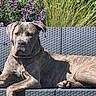 animal, canine, couch, dog, flower, garden, grass, greenery, large_dog, nature, outdoor, pet, portrait, purple_flower, relaxed, resting, shaded, summer, sunlight, woven_furniture