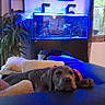 Aksan participe au concours pour gagner de l'argent avec cette photo : aquarium, blanket, blue_light, calm, couch, cozy, curtains, dog, furniture, home_decor, indoor, leisure, living_room, pet, pillows, plant, relaxation, rest, sleeping, window