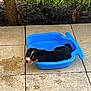 Aïko a rejoint le concours — aidez-le/la à gagner de superbes lots ! puppy, dog, blue_container, outdoor, patio, tiles, greenery, tree_trunk, curious, resting, small_dog, black_dog, tan_markings, young_dog, water_container, pet, animal, cute, relaxed, nature