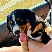Aïko a rejoint le concours — aidez-le/la à gagner de superbes lots ! puppy, dog, animal, pet, tricolor, tongue_out, inside_car, sunlight, grass, window, human_arm, holding, cute, happy, young, fur, ears, nose, closeup, portrait