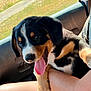 puppy, dog, animal, pet, tricolor, tongue_out, inside_car, sunlight, grass, window, human_arm, holding, cute, happy, young, fur, ears, nose, closeup, portrait