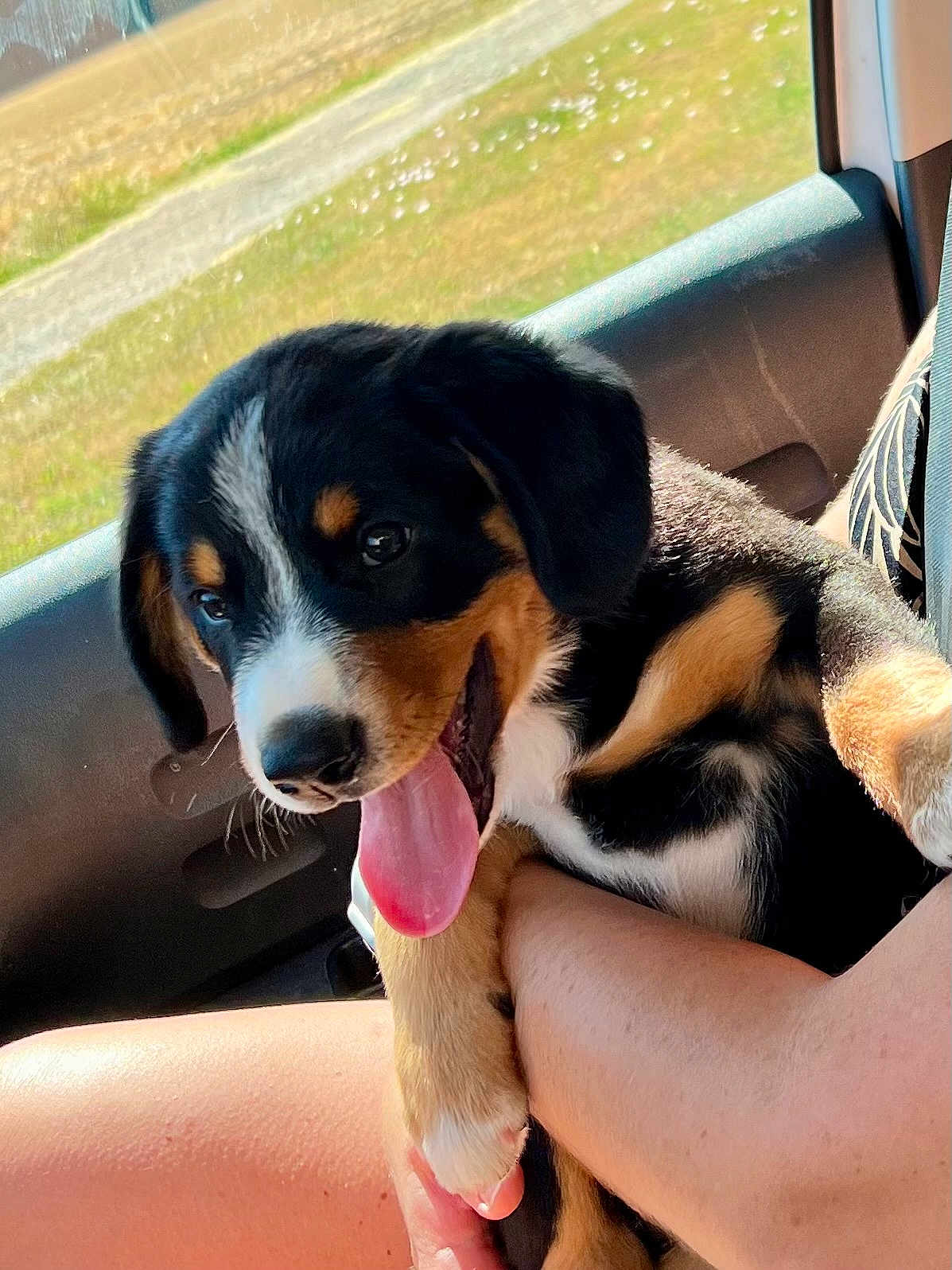 Aïko a rejoint le concours — aidez-le/la à gagner de superbes lots ! puppy, dog, animal, pet, tricolor, tongue_out, inside_car, sunlight, grass, window, human_arm, holding, cute, happy, young, fur, ears, nose, closeup, portrait
