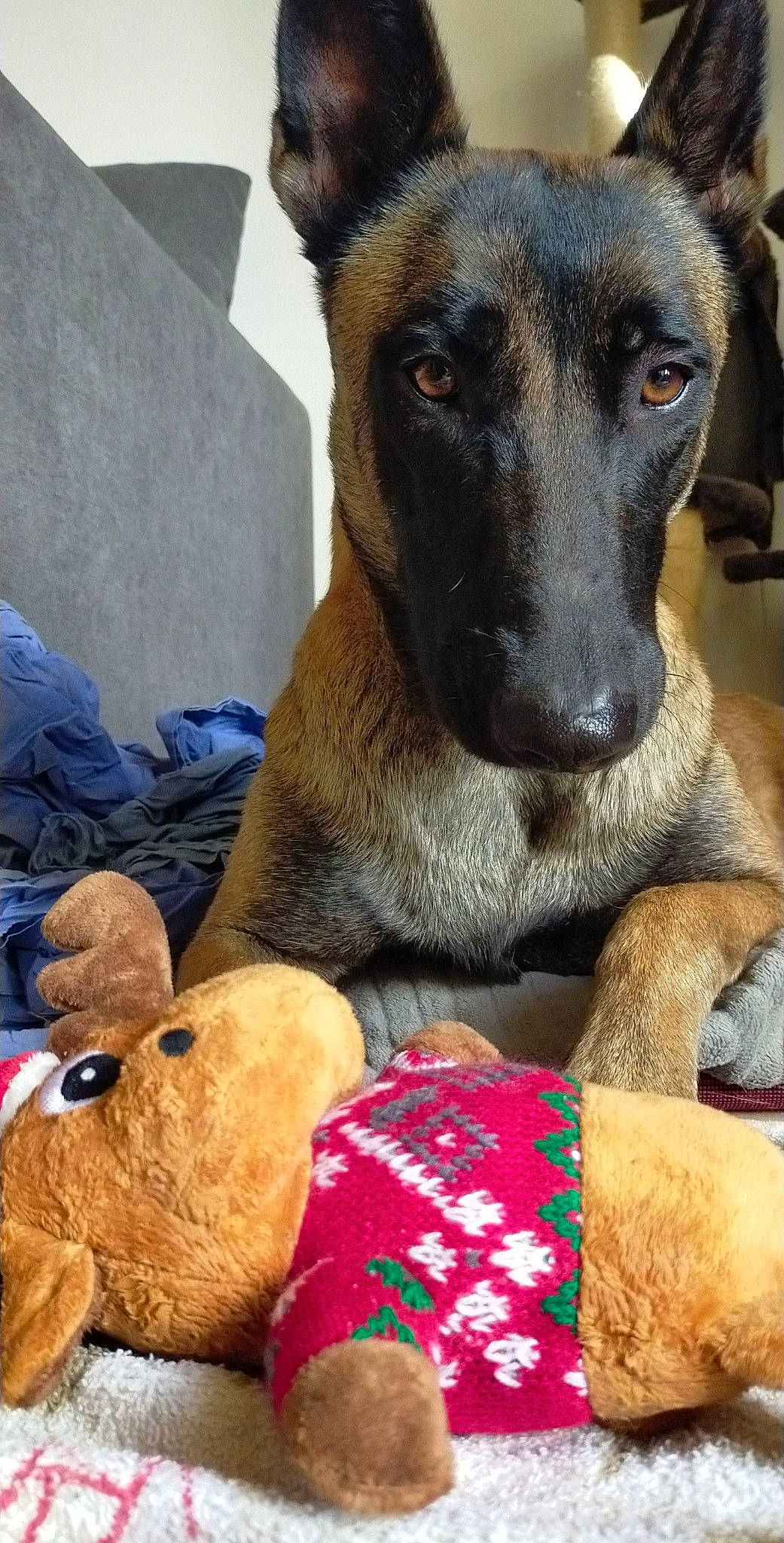 Pixel a rejoint le concours — aidez-le/la à gagner de superbes lots ! canidae, carnivore, comfort, companion_dog, dog, dog_breed, dog_supply, fawn, fur, german_shepherd_dog, guard_dog, mammal, pet_supply, snout, sporting_group, terrestrial_animal, vertebrate, whiskers, working_animal, working_dog