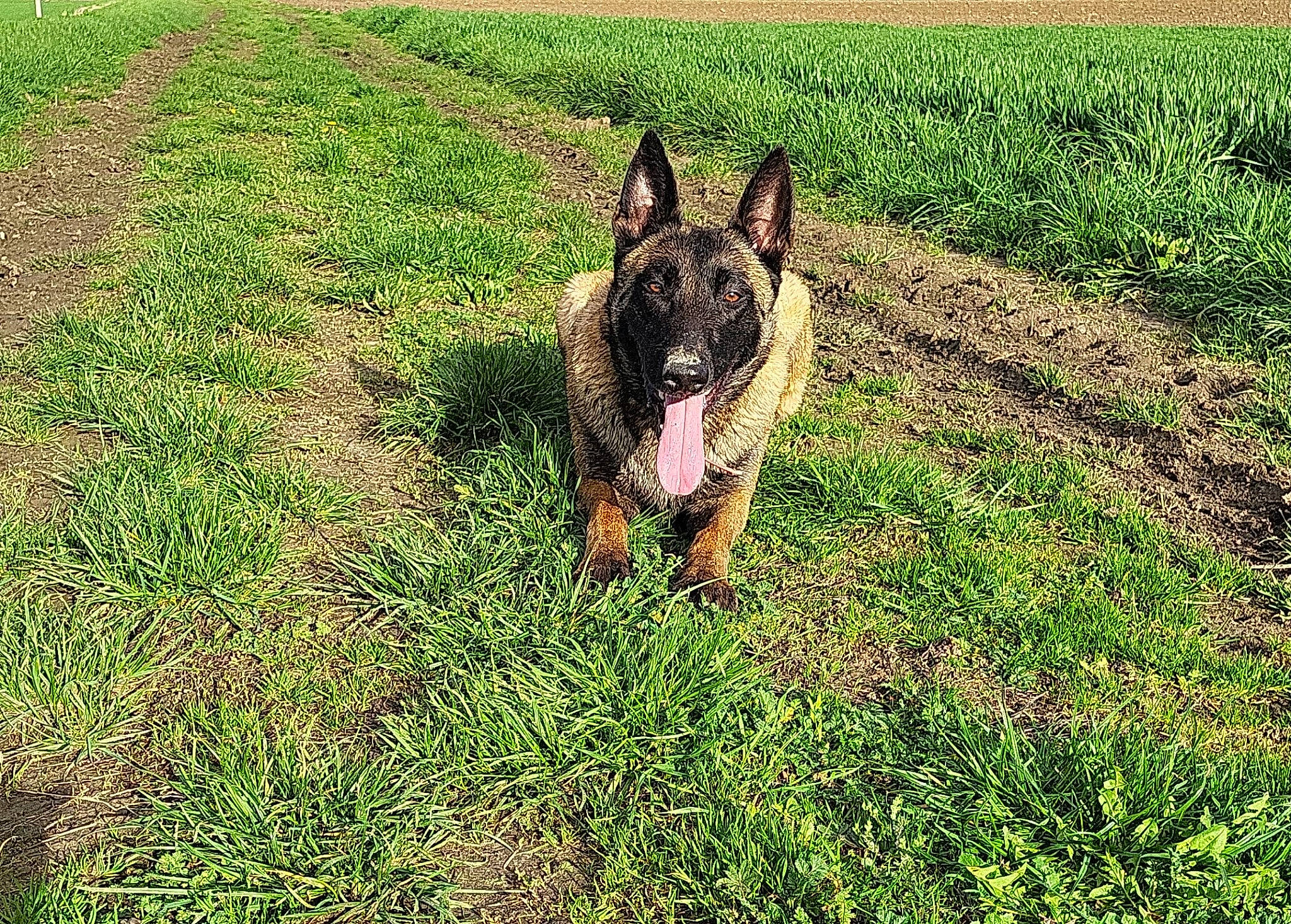 Pixel a rejoint le concours — aidez-le/la à gagner de superbes lots ! canidae, carnivore, dog, dog_breed, fawn, german_shepherd_dog, grass, grassland, groundcover, herding_dog, pasture, plant, snout, soil, sporting_group, tail, terrestrial_animal, wildlife, working_animal, working_dog