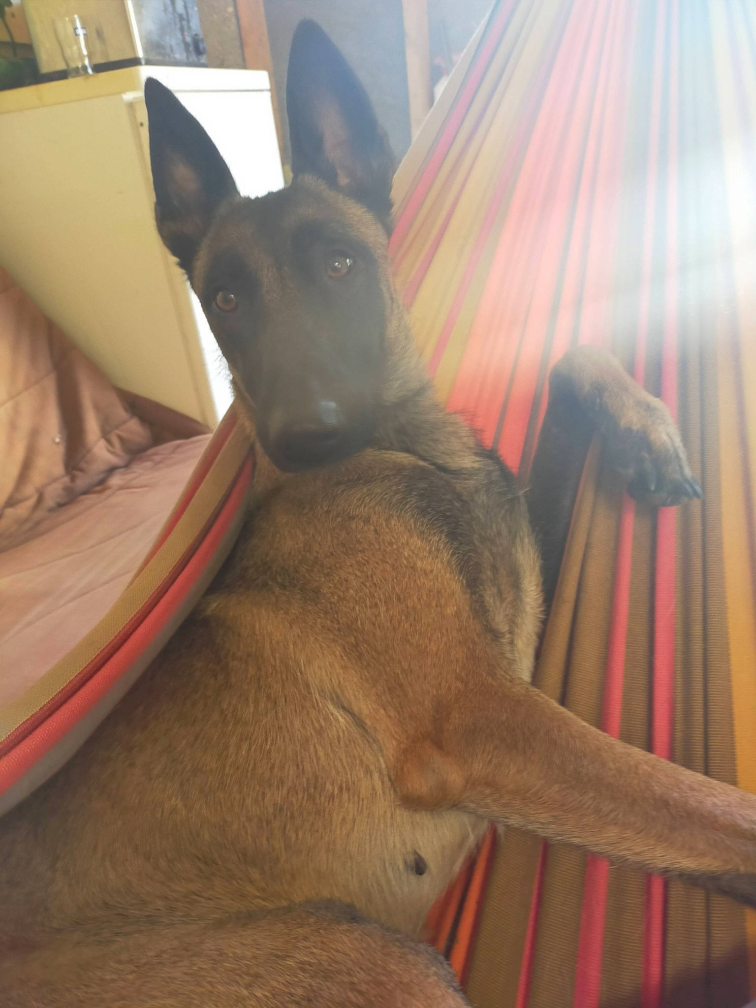 Pixel participe au concours pour gagner de l'argent avec cette photo : canidae, carnivore, comfort, companion_dog, dog, dog_breed, dog_sports, ear, fawn, fur, guard_dog, kitchen_utensil, liver, snout, sporting_group, tail, toy_dog, whiskers, wood, working_animal