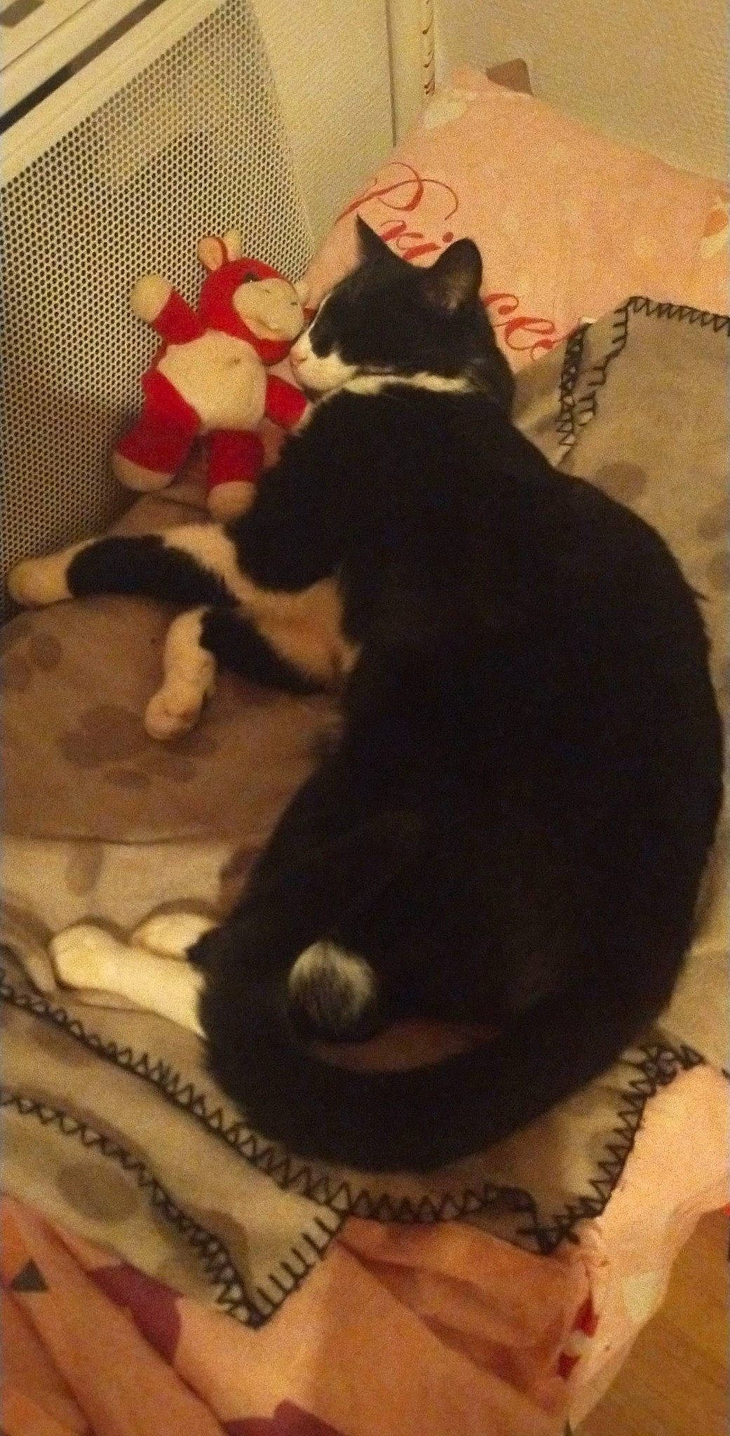 Oreo a rejoint le concours — aidez-le/la à gagner de superbes lots ! black_cat, brown, carmine, carnivore, cat, claw, comfort, dog_breed, domestic_short_haired_cat, felidae, fur, linens, mammal, paw, small_to_medium_sized_cats, snout, tail, terrestrial_animal, vertebrate, whiskers