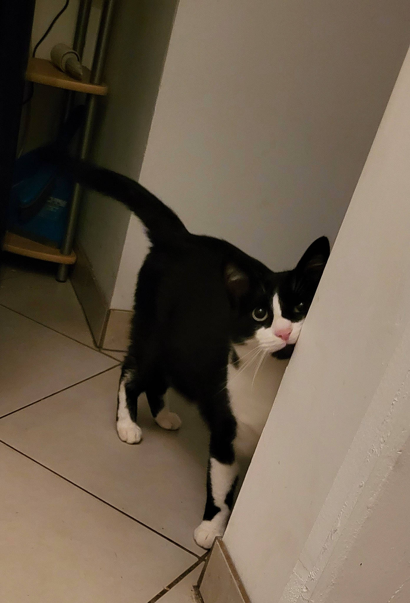 Oreo participe au concours pour gagner de l'argent avec cette photo : carnivore, cat, domestic_short_haired_cat, felidae, floor, flooring, fur, hardwood, human_leg, monochrome_photography, paper_product, paw, room, small_to_medium_sized_cats, tail, whiskers, wood