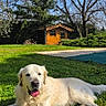 animal, backyard, blue_sky, canine, daylight, dog, golden_retriever, grass, greenery, happy, lying_down, nature, outdoor, pet, relaxed, summer, sunny, tongue_out, tree, wooden_cabin