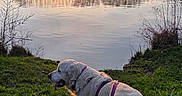 Gatsby participe au concours pour gagner de l'argent avec cette photo : animal, canine, dog, evening, golden_retriever, grass, lake, landscape, leash, nature, outdoor, peaceful, reflection, scenic, sky, sunlight, sunset, trees, walking, water