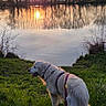 animal, canine, dog, evening, golden_retriever, grass, lake, landscape, leash, nature, outdoor, peaceful, reflection, scenic, sky, sunlight, sunset, trees, walking, water