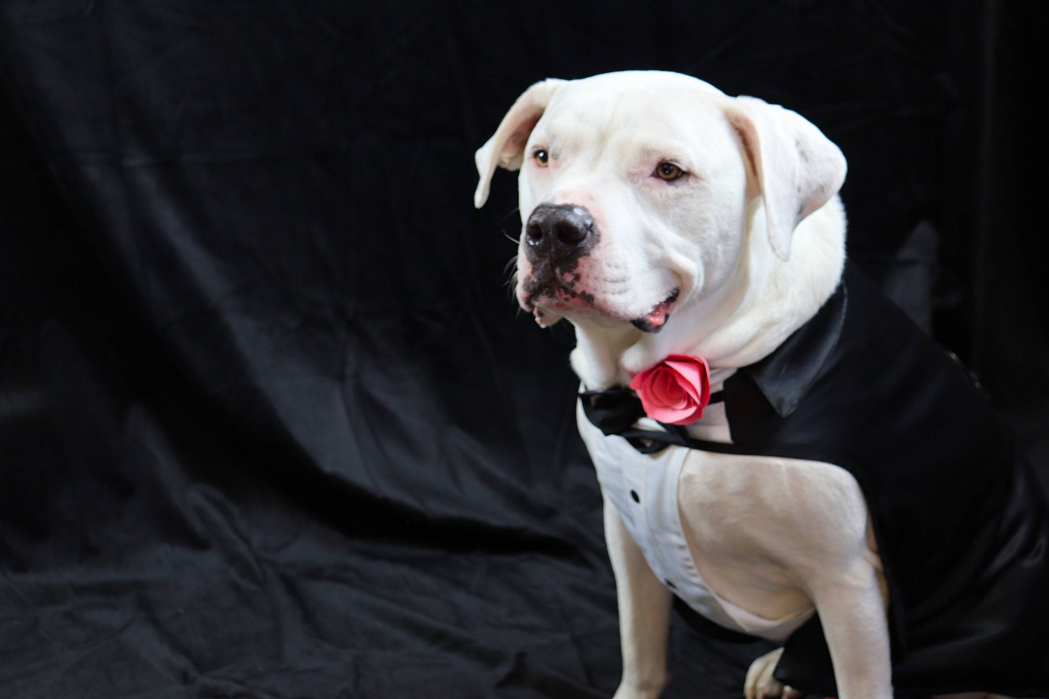 Castle is registered to the contest to win money with this photo: canidae, carnivore, collar, companion_dog, dog, dog_breed, dog_collar, dog_supply, fawn, leash, non_sporting_group, pet_supply, snout, sporting_group, terrestrial_animal, whiskers, working_animal