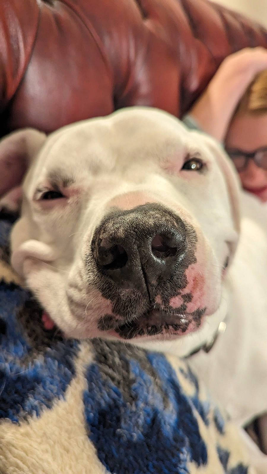 Castle joined the competition — help win amazing prizes! canidae, carnivore, collar, companion_dog, dog, dog_breed, dog_collar, ear, fawn, fur, giant_dog_breed, guard_dog, molosser, puppy_love, snout, sporting_group, whiskers, working_animal, working_dog, wrinkle