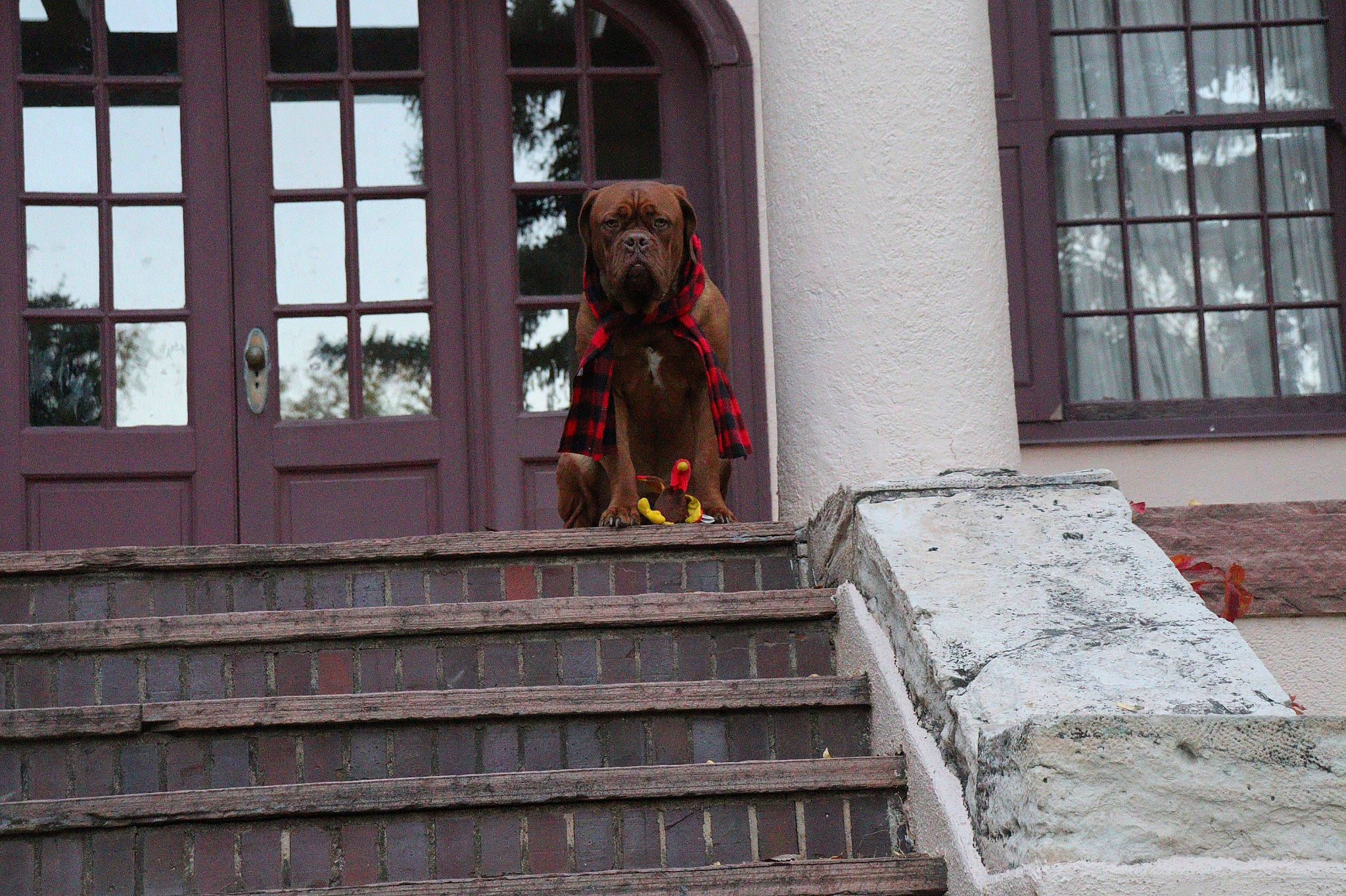 Penelope joined the competition — help win amazing prizes! art, brick, brickwork, building, concrete, dog, door, facade, handrail, home, house, metal, room, sash_window, siding, sporting_group, stairs, symmetry, window, wood