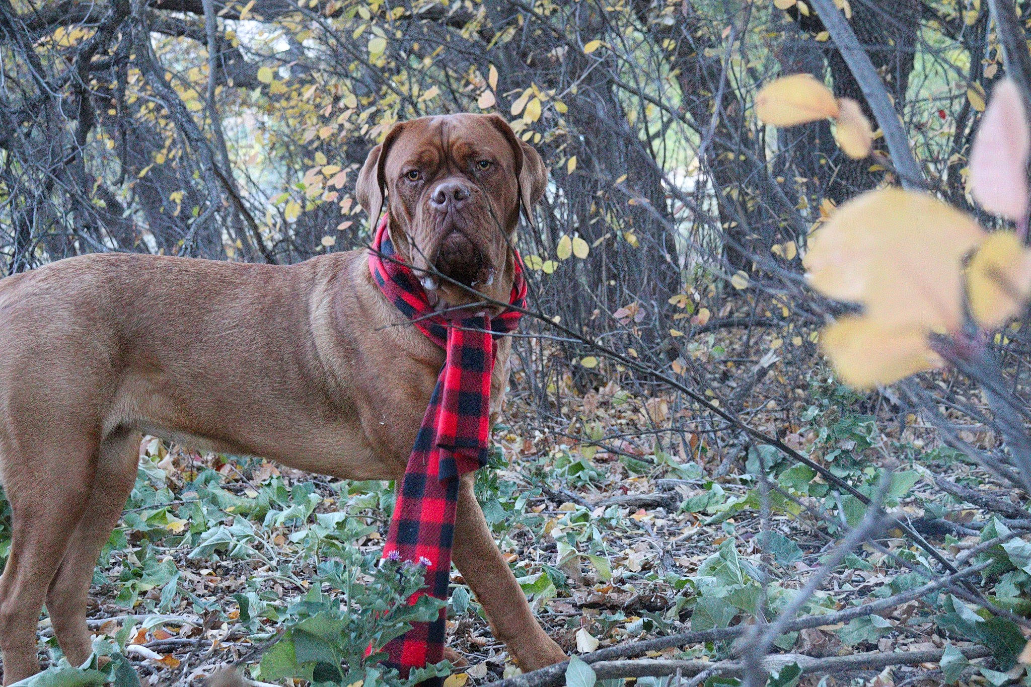 Penelope is registered to the contest to win money with this photo: carnivore, collar, companion_dog, dog, dog_breed, dog_collar, dog_supply, fawn, grass, gun_dog, leash, liver, pet_supply, plant, sporting_group, tail, terrestrial_animal, tree, twig, working_animal