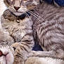 Einstein is registered to the contest to win money with this photo: bell, blanket, cat, closeup, collar, cozy, ears, fur, green_eyes, grey_tabby, indoor, kitten, paw, pet, portrait, sleepy, soft_texture, striped_fur, tabby, whiskers