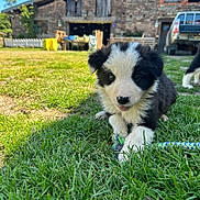 Boum participe au concours pour gagner de l'argent avec cette photo : puppy, dog, grass, toy, rope, barn, building, truck, outdoor, daylight, nature, cute, pet, animal, playful, black_and_white, fur, young, grass_field, sunny