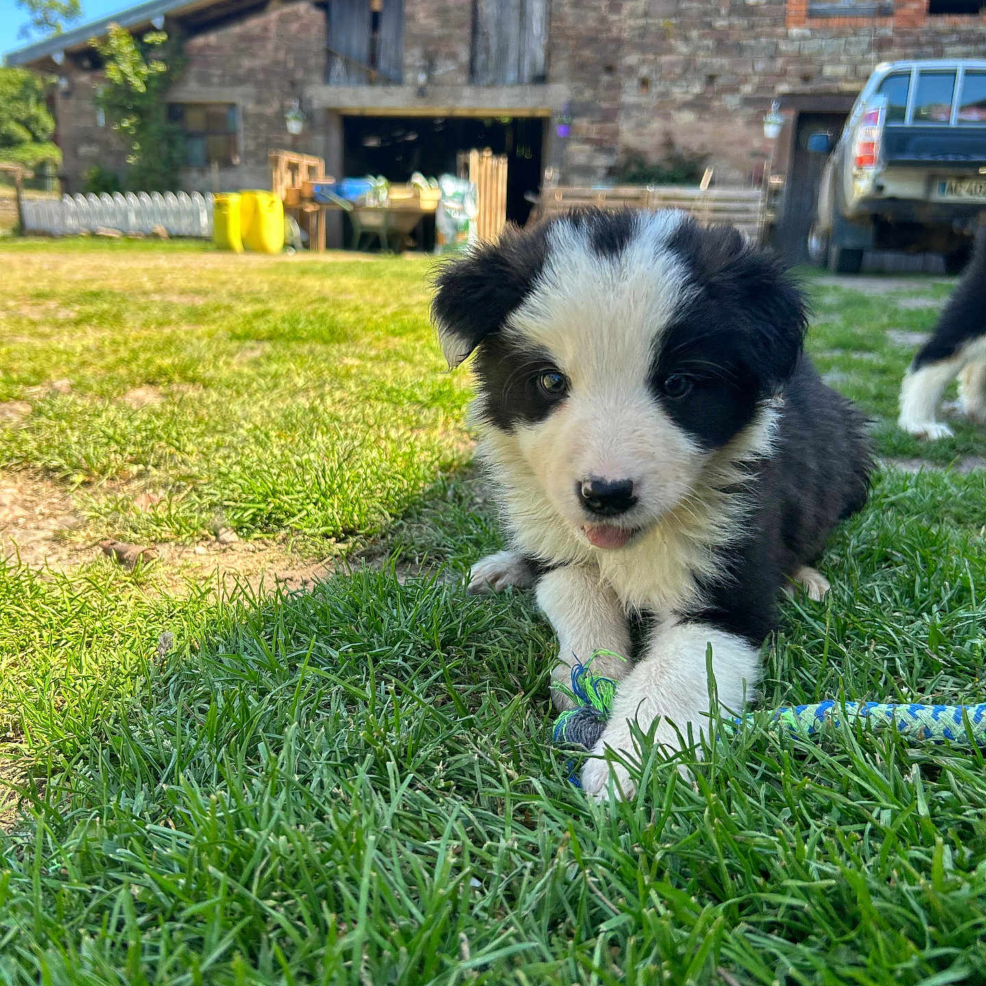 Boum participe au concours pour gagner de l'argent avec cette photo : puppy, dog, grass, toy, rope, barn, building, truck, outdoor, daylight, nature, cute, pet, animal, playful, black_and_white, fur, young, grass_field, sunny