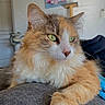 cat, fluffy, green_eyes, close_up, indoor, relaxed, feline, pet, animal, fur, whiskers, paw, portrait, cozy, resting, domestic, cute, soft_light, background, home