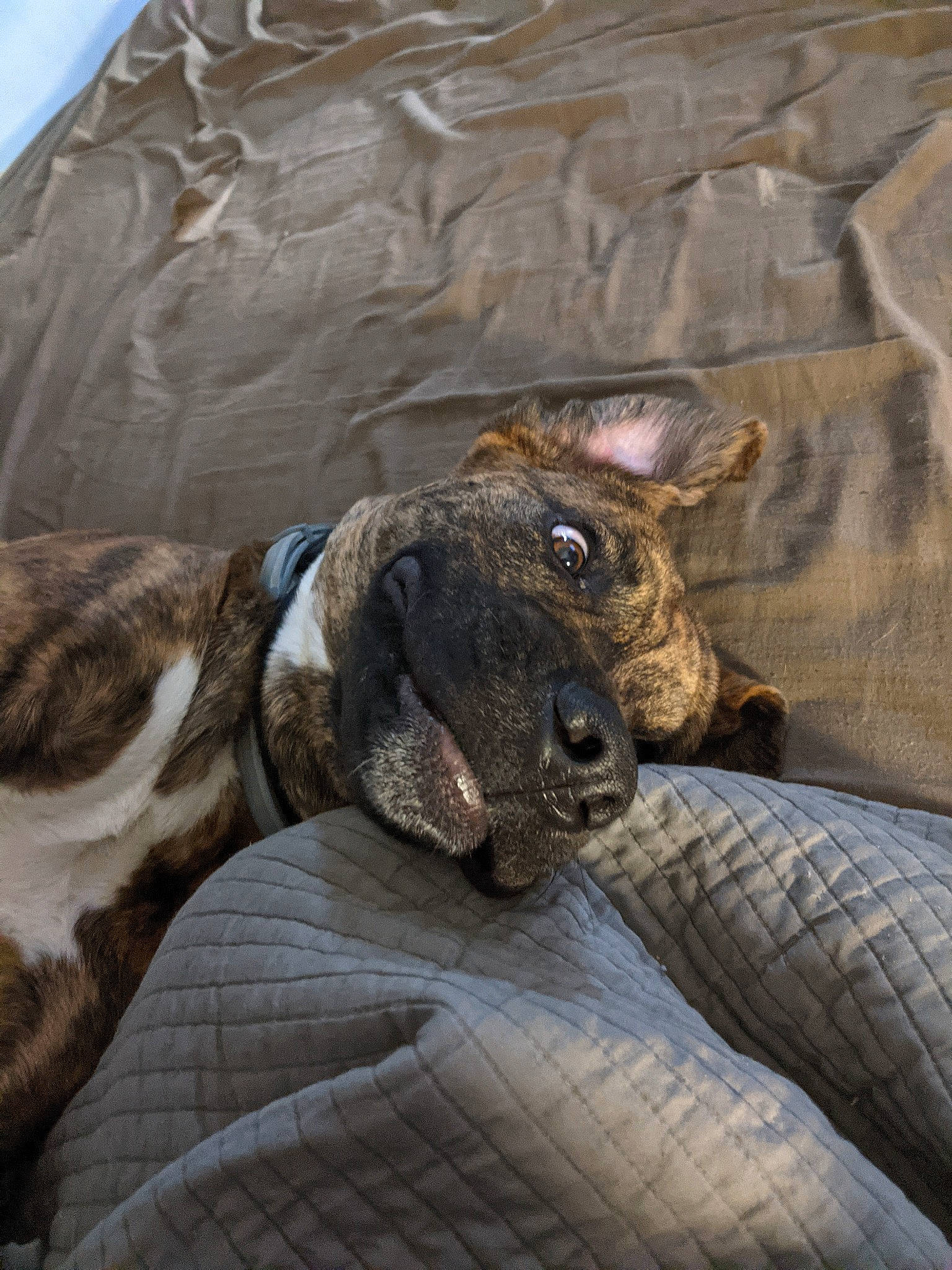 Bush joined the competition — help win amazing prizes! canidae, carnivore, comfort, companion_dog, dog, dog_breed, ear, fawn, fur, leg, liver, paw, snout, sporting_group, terrestrial_animal, treeing_tennessee_brindle, whiskers, wildlife, working_animal, wrinkle