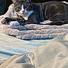 Cosmo is registered to the contest to win money with this photo: cat, gray_cat, white_cat, pet, animal, feline, blanket, bed, indoor, resting, fur, paw, sleepy, cozy, domestic_animal, looking, soft_texture, comfort, relaxed, cute
