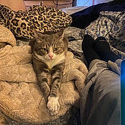 Cosmo joined the competition — help win amazing prizes! cat, blanket, bed, pillow, person, socks, sweatpants, fur, animal, indoor, relaxed, stretching, cozy, patterned, furniture, resting, domestic, cute, comfort, home