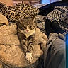 cat, blanket, bed, pillow, person, socks, sweatpants, fur, animal, indoor, relaxed, stretching, cozy, patterned, furniture, resting, domestic, cute, comfort, home