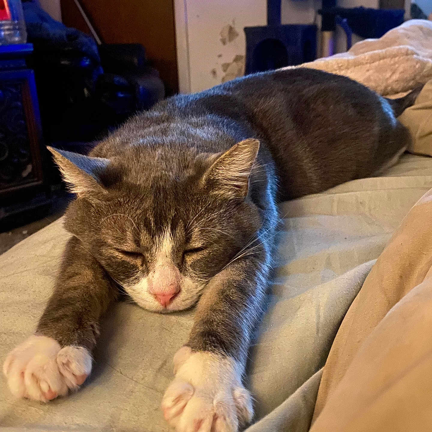 Cosmo joined the competition — help win amazing prizes! cat, sleeping, gray_cat, white_paws, bed, indoor, furniture, door, cat_tree, cozy, relaxed, pet, animal, paw, resting, cute, whiskers, fur, home, quiet