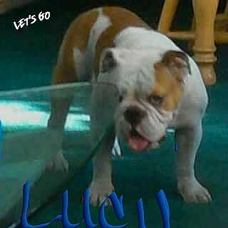 Lucy Loo