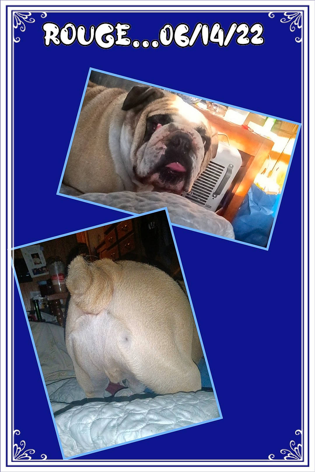 Rouggie is registered to the contest to win money with this photo: advertising, electric_blue, facial_hair, felidae, font, fur, jaw, organism, paper, publication, rectangle, service, snout, stock_photography, terrestrial_animal, wildlife, wrinkle