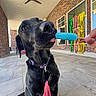 dog, black_dog, sitting, treat, popsicle, tongue, nose, leash, collar, hand, brick_wall, patio, outdoor, ceiling_fan, windows, streamers, colorful, portrait, wide_angle, playful