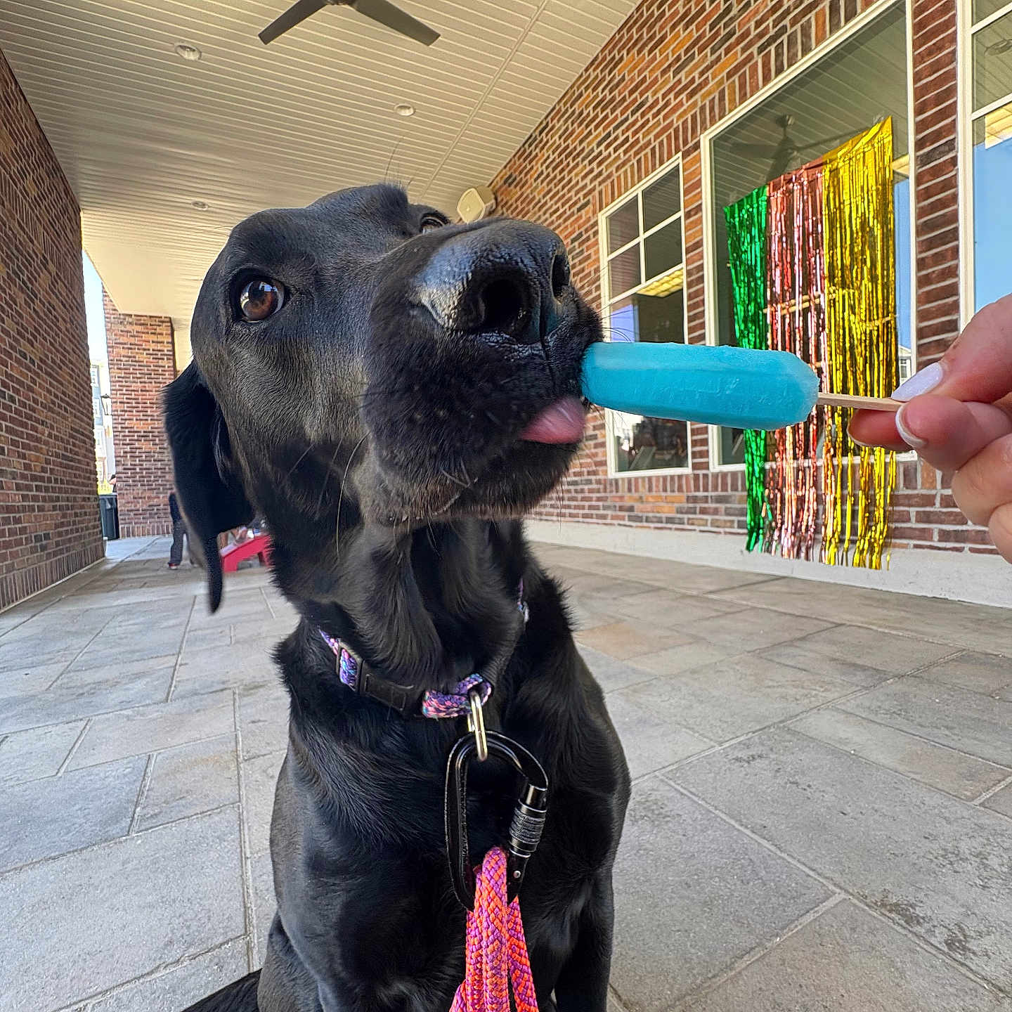 Molly is registered to the contest to win money with this photo: dog, black_dog, sitting, treat, popsicle, tongue, nose, leash, collar, hand, brick_wall, patio, outdoor, ceiling_fan, windows, streamers, colorful, portrait, wide_angle, playful