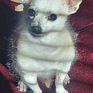 Grizz joined the competition — help win amazing prizes! dog, small_dog, white_fur, fluffy, ears, sitting, carpet, maroon, sunlight, shadow, pet, cute, animal, indoor, fur, paw, looking_up, close_up, companion, domestic_animal