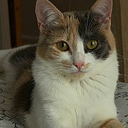 Fendi participe au concours pour gagner de l'argent avec cette photo : cat, calico_cat, pet, animal, feline, portrait, closeup, face, eyes, ears, whiskers, pink_nose, fur, white_fur, orange_fur, black_fur, sitting, bed, bedding, indoors
