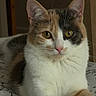 cat, calico_cat, pet, animal, feline, portrait, closeup, face, eyes, ears, whiskers, pink_nose, fur, white_fur, orange_fur, black_fur, sitting, bed, bedding, indoors