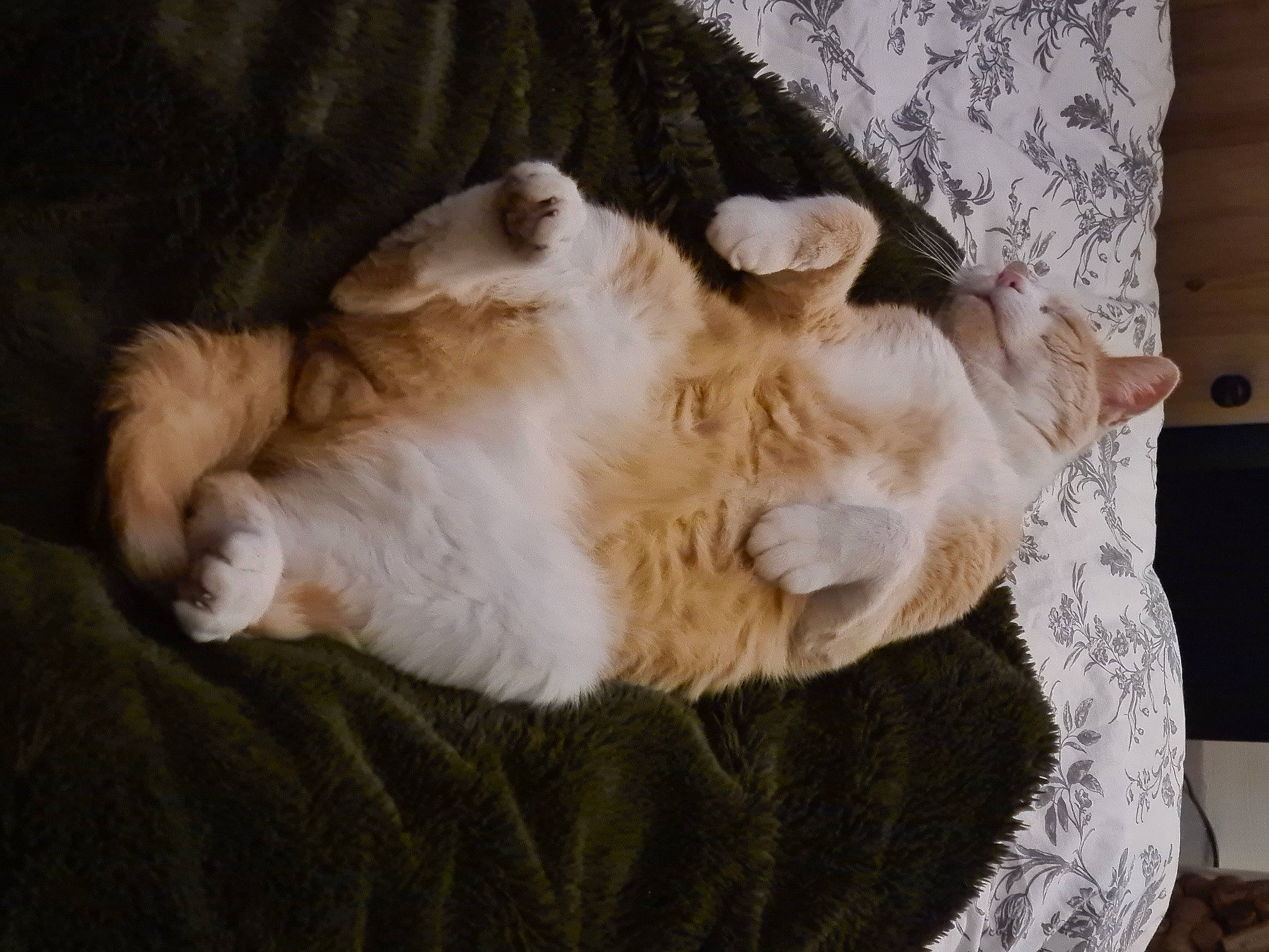 Pitichat