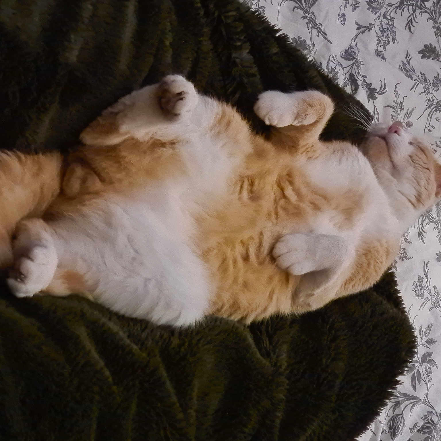 Pitichat
