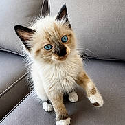 Aria a rejoint le concours — aidez-le/la à gagner de superbes lots ! kitten, cat, blue_eyes, fluffy, pet, animal, cute, sitting, couch, furniture, indoor, whiskers, soft, small, young, fur, paw, playful, domestic_cat, alert