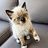 kitten, cat, blue_eyes, fluffy, pet, animal, cute, sitting, couch, furniture, indoor, whiskers, soft, small, young, fur, paw, playful, domestic_cat, alert