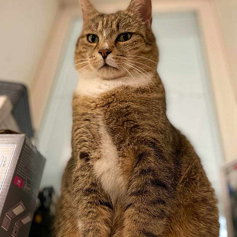 Chacha a rejoint le concours — aidez-le/la à gagner de superbes lots ! abyssinian, angora, animal, box, cardboard, carton, cat, egyptiancat, kitten, manx, pet