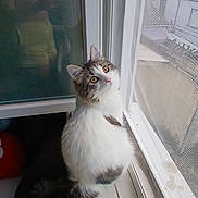 Aika participe au concours pour gagner de l'argent avec cette photo : cat, window, windowsill, reflection, mesh_screen, curious, indoor, pet, feline, white, gray, long_hair, sitting, looking_up, daylight, house, window_frame, quiet, domestic, cozy