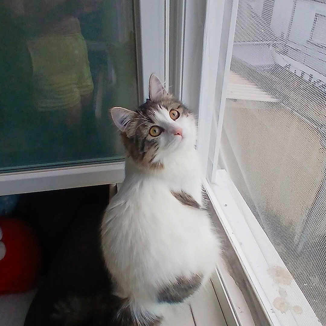Aika participe au concours pour gagner de l'argent avec cette photo : cat, window, windowsill, reflection, mesh_screen, curious, indoor, pet, feline, white, gray, long_hair, sitting, looking_up, daylight, house, window_frame, quiet, domestic, cozy
