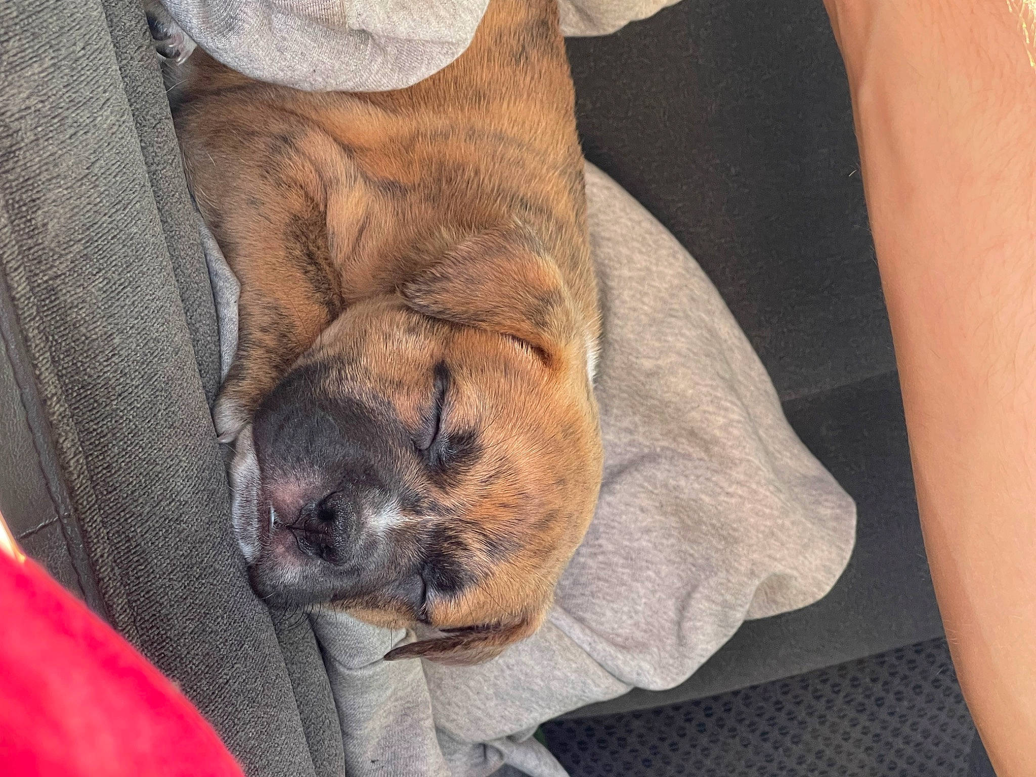 Axle is registered to the contest to win money with this photo: canidae, carnivore, claw, comfort, companion_dog, dog, dog_breed, dog_supply, elbow, fawn, foot, fur, human_leg, liver, nap, paw, sporting_group, terrestrial_animal, whiskers, wrinkle